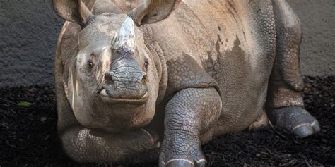 henry doorly zoo email